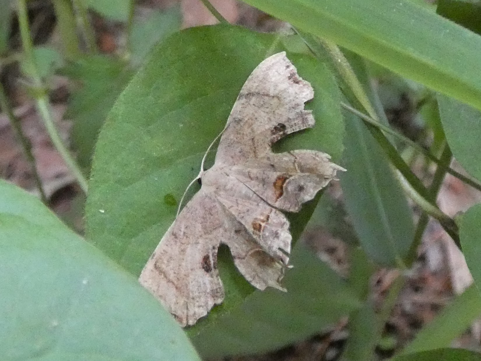 photo_1
